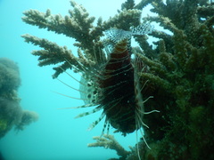 Pterois mombasae