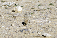 Ammomanes cinctura