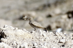 Ammomanes cinctura