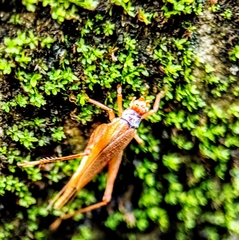 Mistshenkoana bilineata