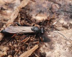 Stenichneumon culpator