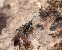 Stenichneumon culpator