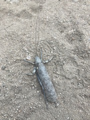 Cymatomera denticollis