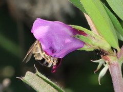 Eucera nigrescens