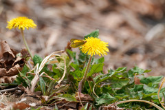 Colias poliographus