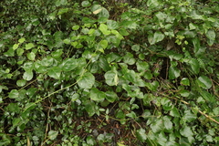 Streptothamnus moorei
