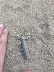 Cymatomera denticollis