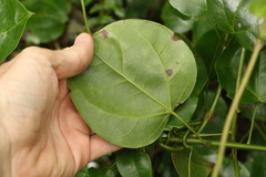 Streptothamnus moorei