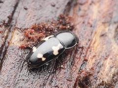 Glischrochilus quadriguttatus