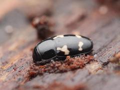 Glischrochilus quadriguttatus