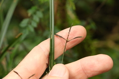 Cyperus tetraphyllus