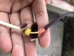 Typhonium roxburghii