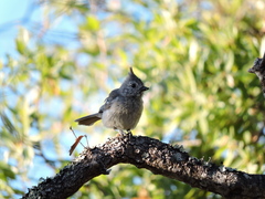 Baeolophus inornatus cineraceus