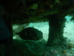 Cyclichthys orbicularis