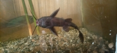 Synodontis nigrita