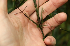 Cyperus tetraphyllus