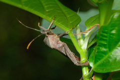 Pseudomictis distinctus