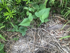 Typhonium roxburghii