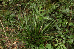 Cyperus tetraphyllus