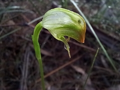 Pterostylis hispidula