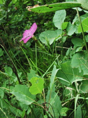 Dianthus caucaseus
