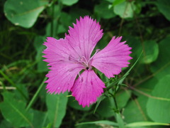 Dianthus caucaseus