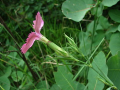 Dianthus caucaseus