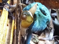 Helicarion mastersi