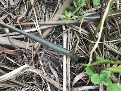 Typhonium roxburghii