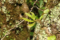 Sarcochilus
