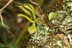 Sarcochilus