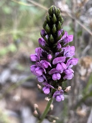 Cullen microcephalum