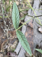 Cullen microcephalum