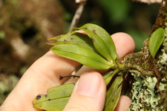 Sarcochilus