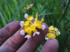 Hosackia pinnata