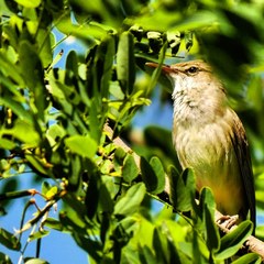 Acrocephalus orientalis