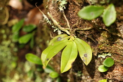 Sarcochilus