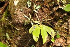 Sarcochilus