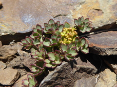 Azorella andina