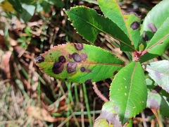 Ruptoseptoria unedonis