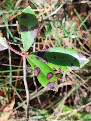 Ruptoseptoria unedonis