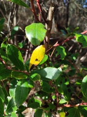 Ruptoseptoria unedonis