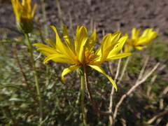 Grindelia anethifolia