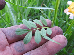 Hosackia pinnata