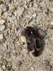 Nascio vetusta