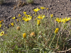 Grindelia anethifolia