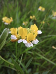 Hosackia pinnata