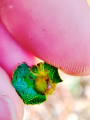 Plagiotrochus australis