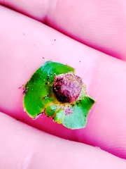 Plagiotrochus australis