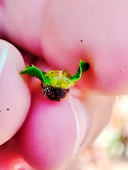 Plagiotrochus australis